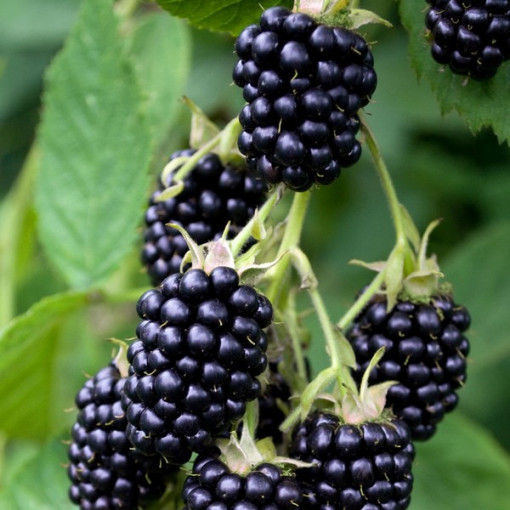 Mûrier sans épines 'Triple Crown'