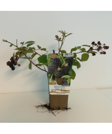 Mûrier sans épines 'Triple Crown'