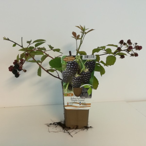 Mûrier sans épines 'Triple Crown'