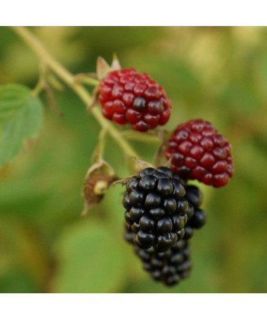 Mûre sans épines 'Thornfree' P9/C1