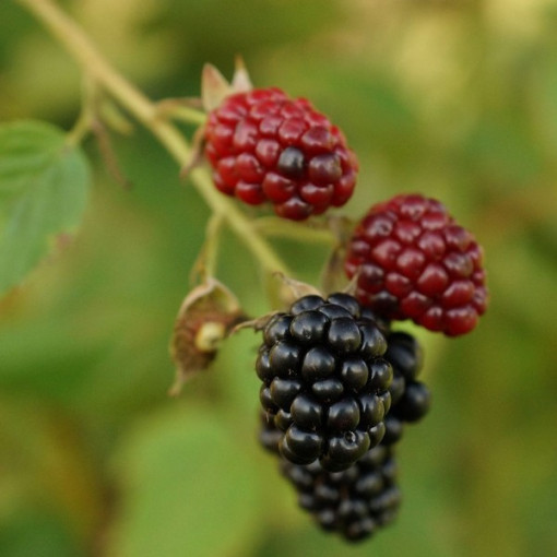 Mûre sans épines 'Thornfree' P9/C1