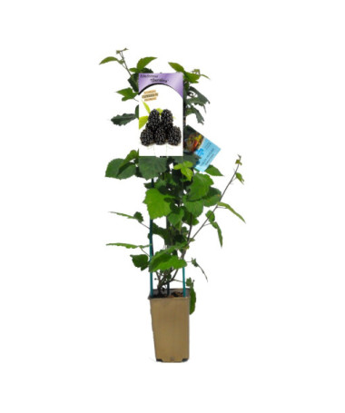 Mûre sans épines 'Thornfree' P9/C1