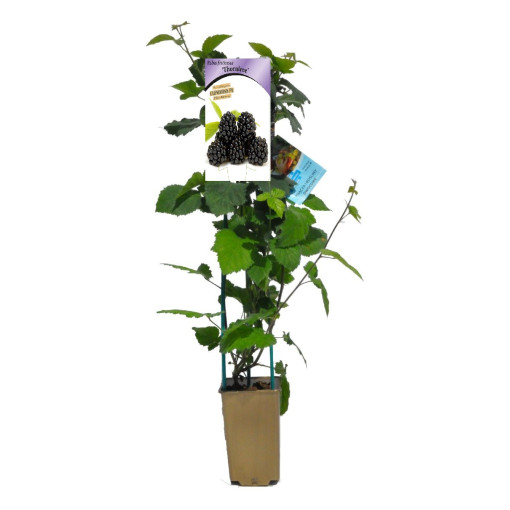 Mûre sans épines 'Thornfree' P9/C1