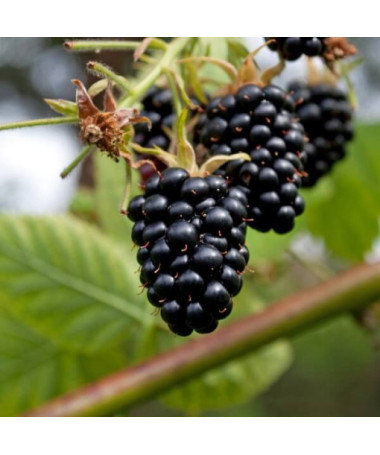 Mûrier sans épines 'Navaho'
