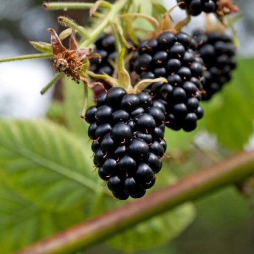 Mûrier sans épines 'Navaho'