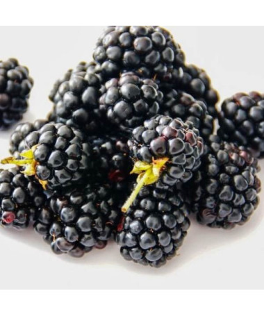 Mûrier sans épines 'Navaho'