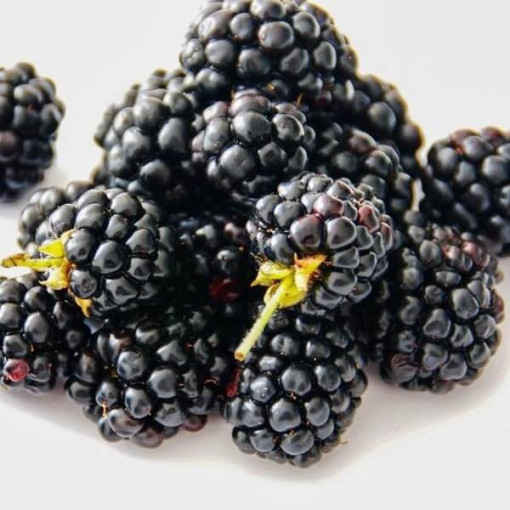 Mûrier sans épines 'Navaho'