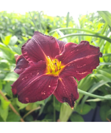 Hémérocalle Dark Passion 2L