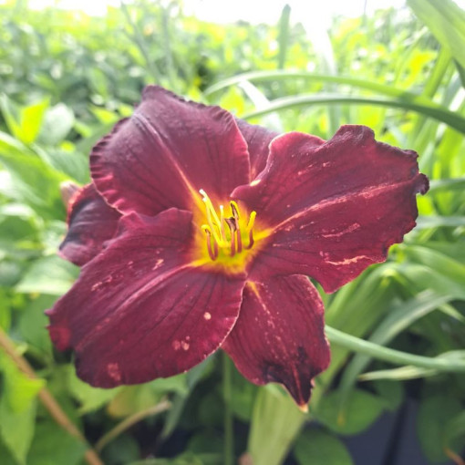 Hémérocalle Dark Passion 2L