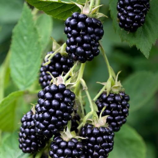 Mûrier sans épines 'Navaho'