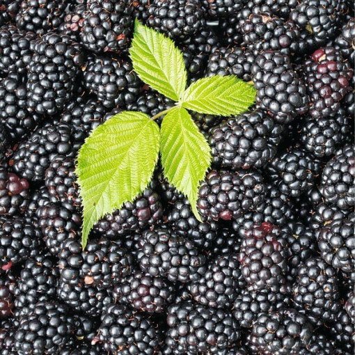 Mûre sans épines 'Black Satin' P9/C1