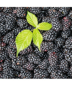 Mûre sans épines 'Black Satin' P9/C1