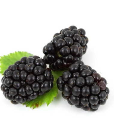 Mûre sans épines 'Black Satin' P9/C1