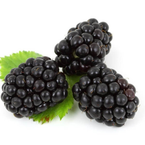 Mûre sans épines 'Black Satin' P9/C1