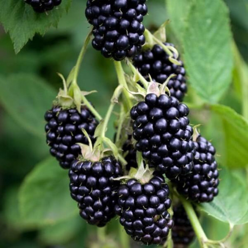 Mûre sans épines 'Black Satin' P9/C1