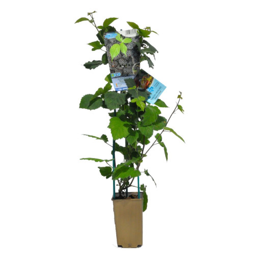 Mûre sans épines 'Black Satin' P9/C1