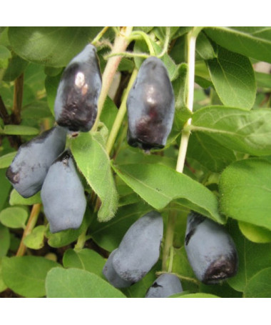 Baie de Haska 'Woloszebnica'