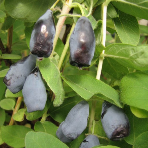 Baie de Haska 'Woloszebnica'