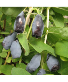 Baie de Haska 'Woloszebnica'