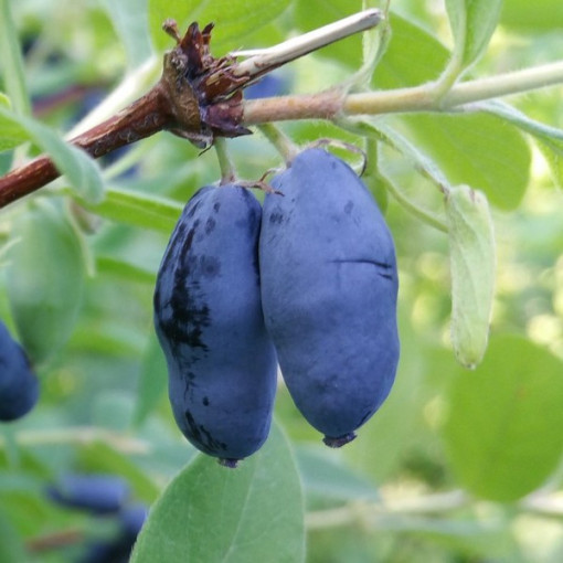 Camerisier WOJTEK P9/C1