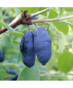 Camerisier WOJTEK P9/C1