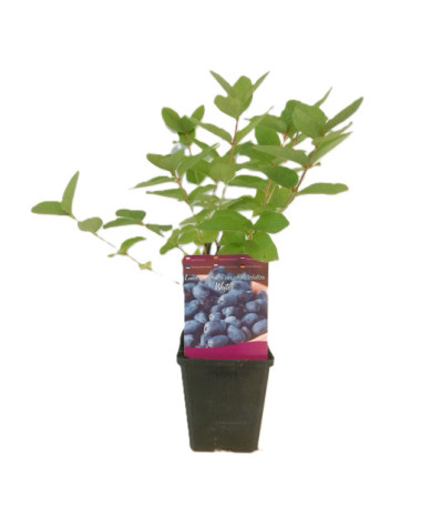 Camerisier WOJTEK P9/C1