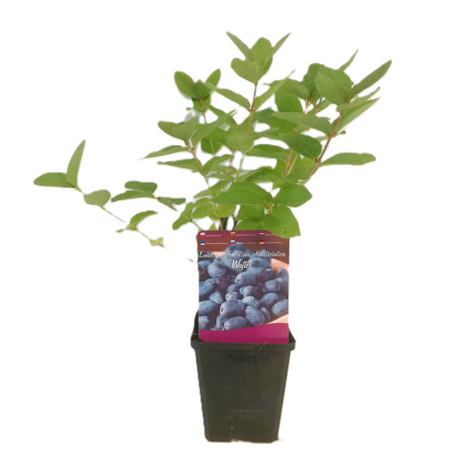 Camerisier WOJTEK P9/C1