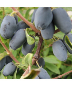 Camérisier / Baie de mai 'Sinoglaska' 2L