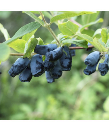 Camérisier / Baie de mai 'Sinoglaska' 2L
