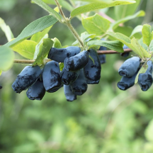 Camérisier / Baie de mai 'Sinoglaska' P9/C1