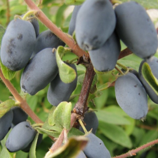 Camérisier / Baie de mai 'Sinoglaska' P9/C1