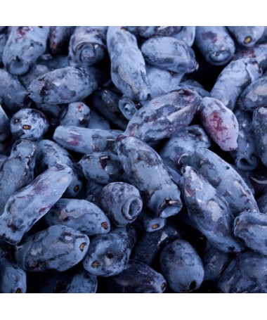 Baie de Kamchatka KAMCZADAŁKA