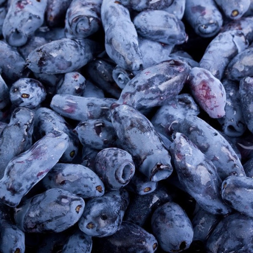 Baie de Kamchatka KAMCZADAŁKA