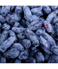 Baie de Kamchatka KAMCZADAŁKA