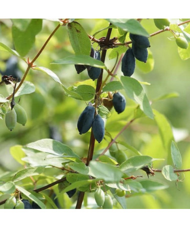 Baie de Kamchatka DUET