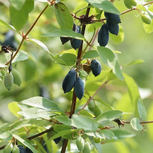 Baie de Kamchatka DUET