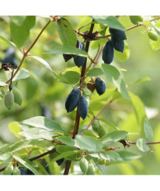 Baie de Kamchatka DUET