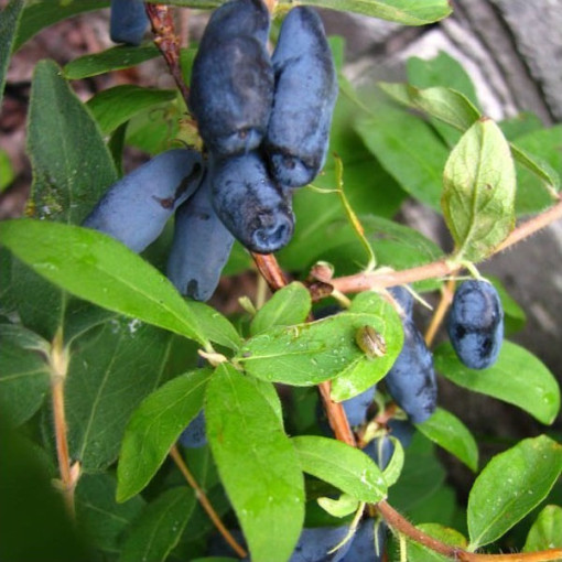 Camérisier / Baie de mai 'Czelabinka' 2L
