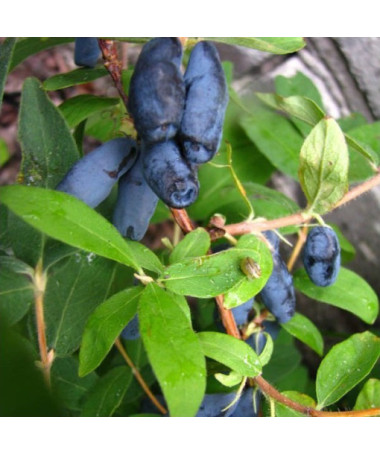 Camérisier / Baie de mai 'Czelabinka' P9/C1