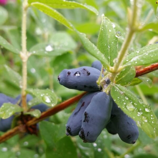 Baie de Haska 'Black'