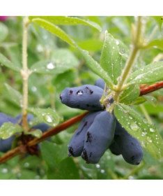 Baie de Haska 'Black'