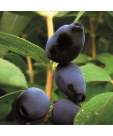 Baie de Haska 'Black'