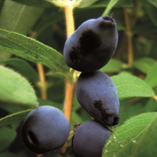 Baie de Haska 'Black'