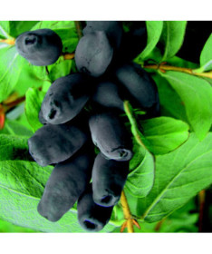 Camérisier / Baie de mai 'Brazowa' 2L