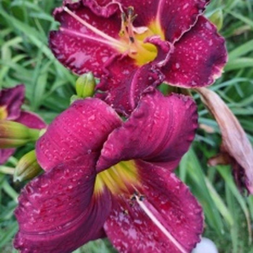 Hémérocalle Dark Passion 2L