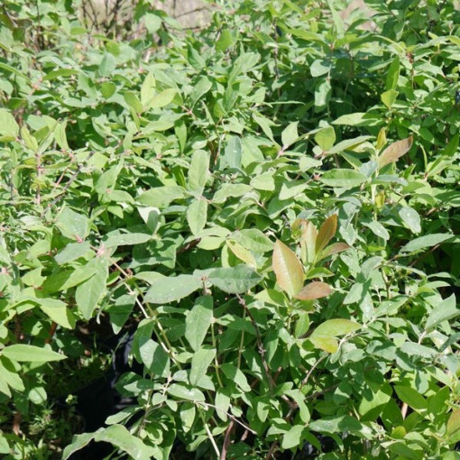 Camérisier / Baie de mai 'Brazowa' 2L