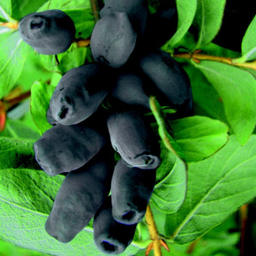 Camerisier Brune P9/C1