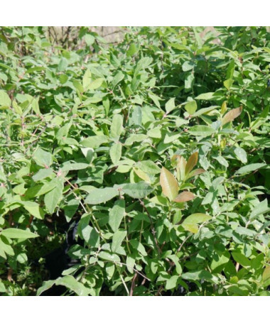 Camerisier Brune P9/C1