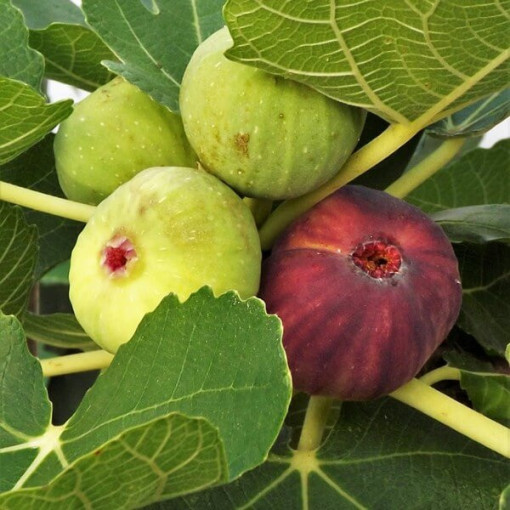 Figuier 'Brown Turkey' 4L