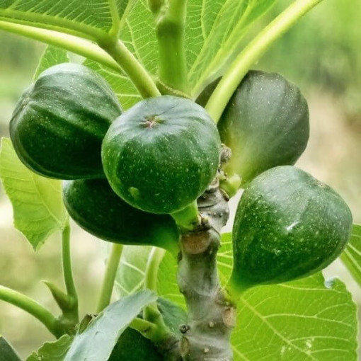 Figuier 'Brown Turkey' 4L